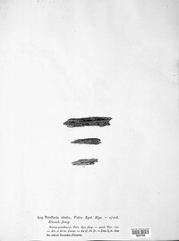 Patellaria atrata image